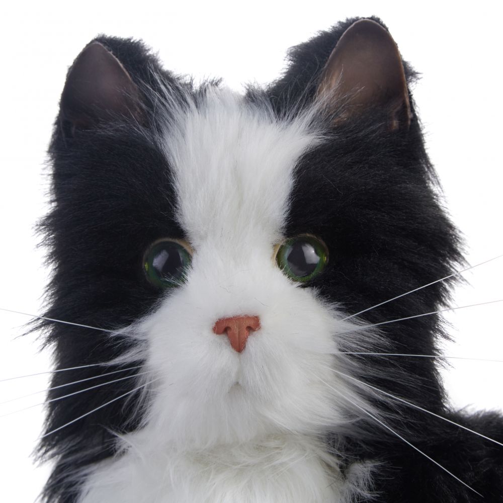https://www.hospequip.com.au/cdn/shop/products/InteractiveCompanionPet_AgelessInnovationsCompanionPet_black-and-white-tuxedo-cat-closeup_1445x.jpg?v=1652341482